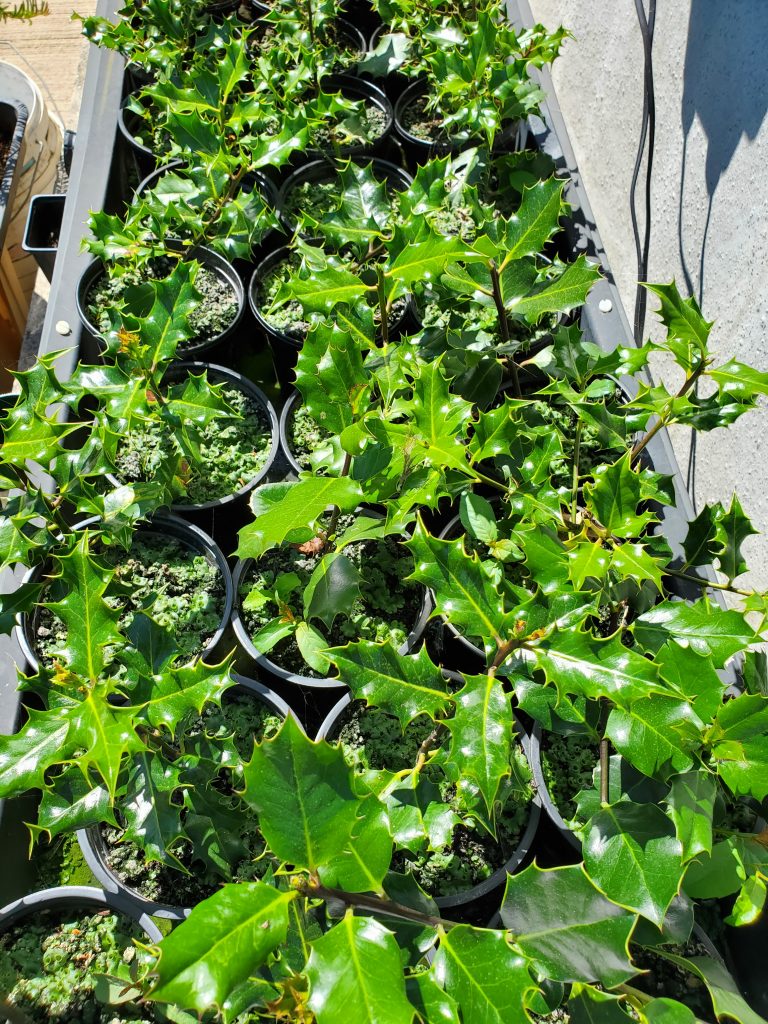 Holly plants grown from cuttings