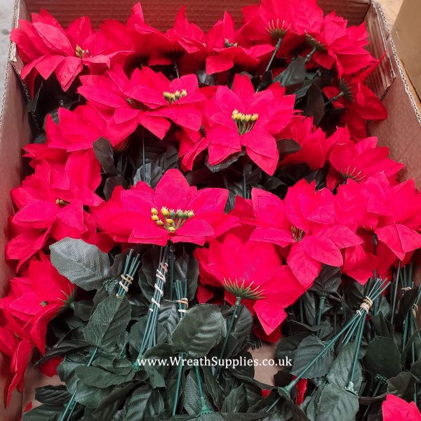 Box of red poinsettia