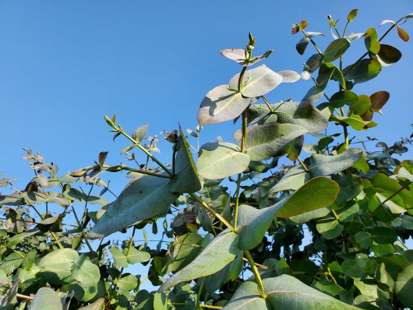 Fragrant Eucalyptus