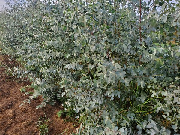 Growing Eucalyptus