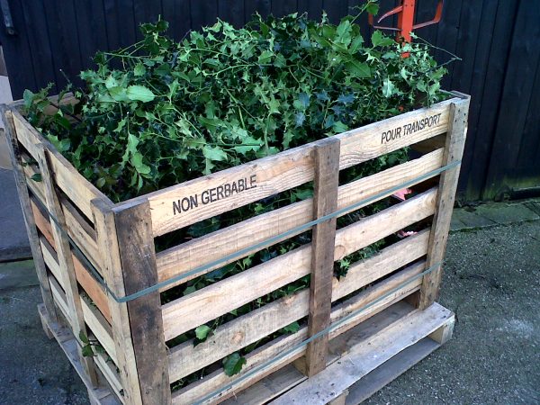 Crate of fresh holly