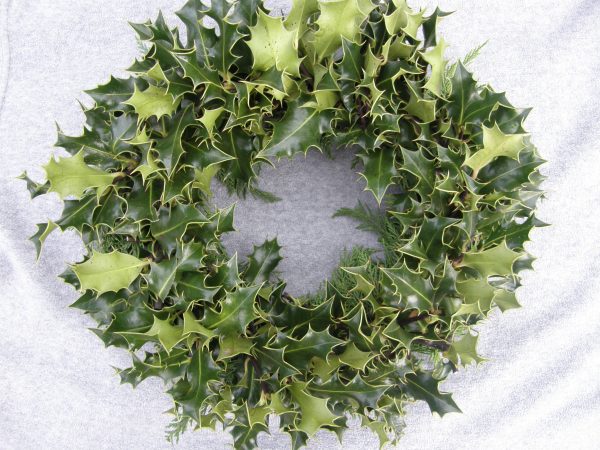 Undecorated holly wreath
