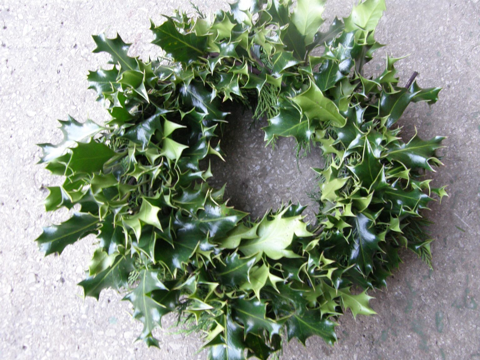 Fresh Holly Wreaths Wreath Supplies