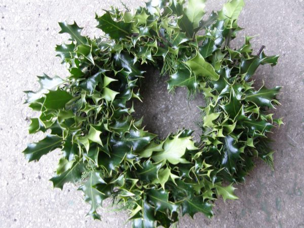 Plain holly wreath
