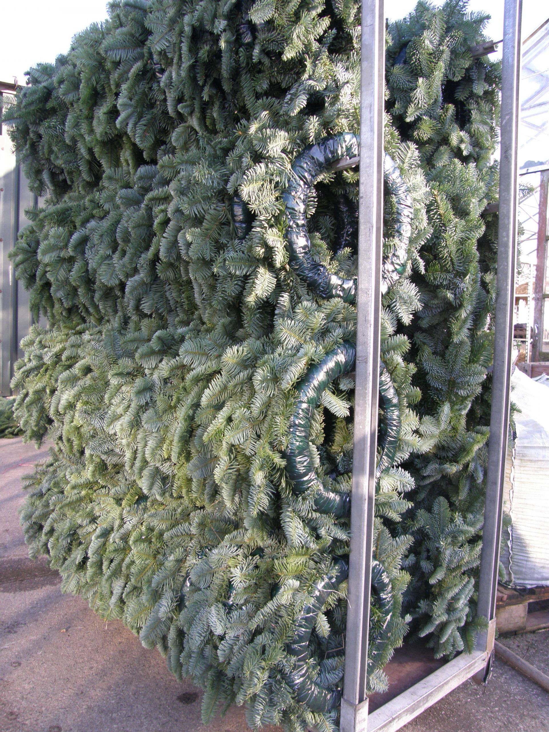 Wholesale spruce wreaths