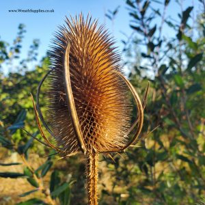 Growing teasels for floristry