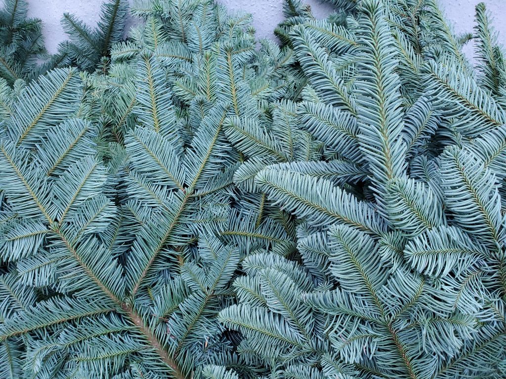 5kg bundles of freshly cut spruce foliage