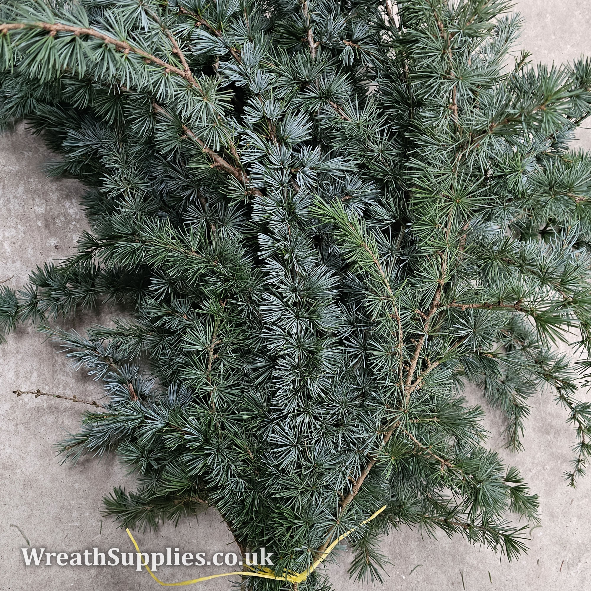 Cedrus atlantica 'Glauca'